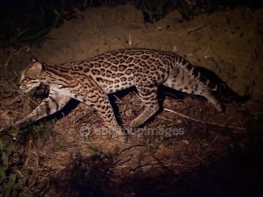 Pantanal 28-08-2022 19-14-49 P8280623-Edit 
 Keywords: ANIMALS, Brazil, Ocelot, Panatanal Wildlife, South America, WORLD REGIONS & COUNTRIES, cat, mammals, wildlife