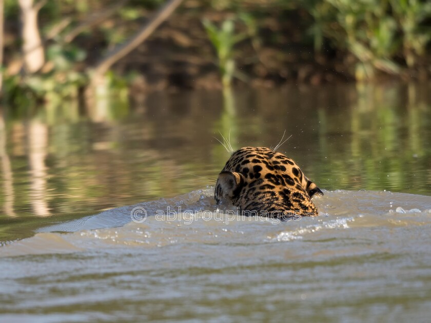 Pantanal 25-08-2022 07-14-31 P8250390-Edit 
 Jaguar (Pantha onca) 
 Keywords: ANIMALS, Brazil, Jaguar, Panatanal Wildlife, South America, WORLD REGIONS & COUNTRIES, cat, mammals, wildlife