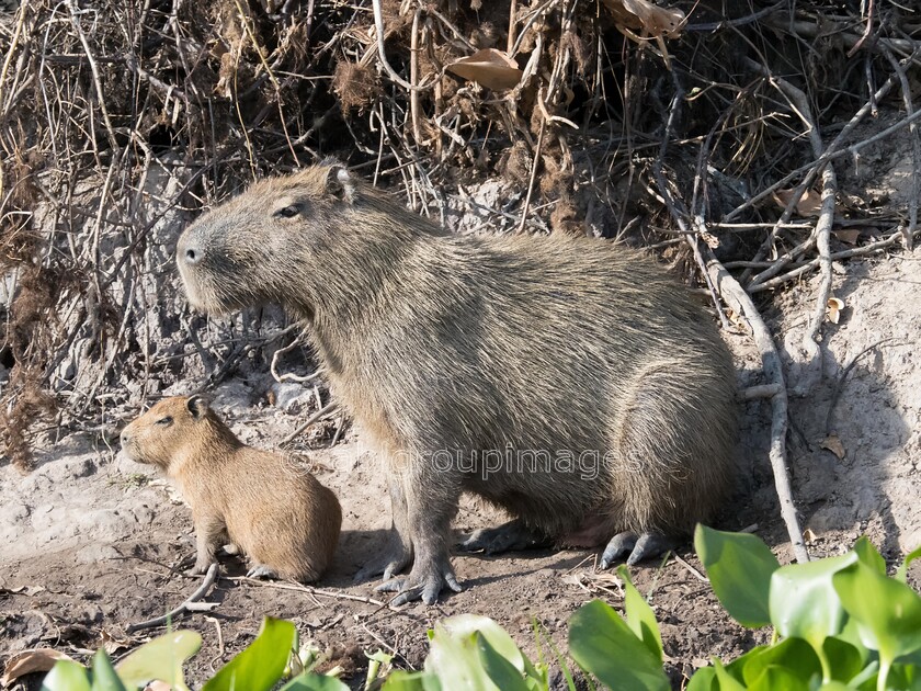 Pantanal 22-08-2022 08-03-31 P8220528-Edit 
 capybara 
 Keywords: ANIMALS, Brazil, Panatanal Wildlife, South America, WORLD REGIONS & COUNTRIES, wildlife