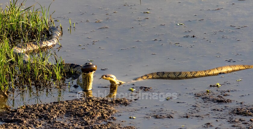 Pantanal 27-08-2022 16-22-06 P8273023-Edit 
 Yellow Anaconda 
 Keywords: ANIMALS, Anaconda, Brazil, LIZARDS & SNAKES, Panatanal Wildlife, South America, WORLD REGIONS & COUNTRIES, reptile, snake, wildlife