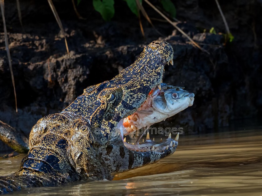 Pantanal 26-08-2022 08-03-49 ABL61037-Edit-Edit 
 Yacare Caiman, or Paraguayan Caiman 
 Keywords: ALLIGATOR & CROCODILES, ANIMALS, Brazil, Caiman, Panatanal Wildlife, South America, WORLD REGIONS & COUNTRIES, reptile, wildlife