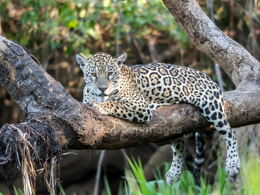 Pantanal 25-08-2022 15-52-17 ABL50566-Edit-Edit 
 Jaguar (Pantha onca) 
 Keywords: ANIMALS, Brazil, Jaguar, Panatanal Wildlife, South America, WORLD REGIONS & COUNTRIES, cat, mammals, wildlife