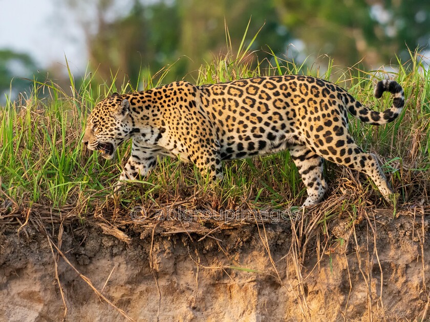 Pantanal 26-08-2022 16-51-55 ABL61293-Edit 
 Jaguar (Pantha onca) 
 Keywords: ANIMALS, Brazil, Jaguar, Panatanal Wildlife, South America, WORLD REGIONS & COUNTRIES, cat, mammals, wildlife
