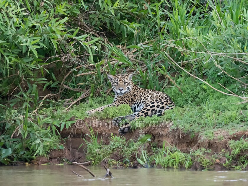 Pantanal 25-08-2022 16-50-29 ABL50623-Edit 
 OLYMPUS DIGITAL CAMERA 
 Keywords: ANIMALS, Brazil, Jaguar, Panatanal Wildlife, South America, WORLD REGIONS & COUNTRIES, cat, mammals, wildlife