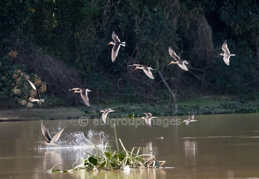 Pantanal 25-08-2022 14-16-55 P8251240-Edit 
 Keywords: ANIMALS, Brazil, Panatanal Wildlife, South America, WORLD REGIONS & COUNTRIES, birds, wildlife