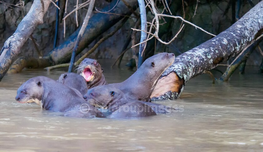 Pantanal 26-08-2022 17-23-07 P8262177-Edit 
 Giant Otter 
 Keywords: ANIMALS, Brazil, Otter, Panatanal Wildlife, South America, WORLD REGIONS & COUNTRIES, mammals, wildlife