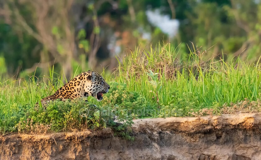 Pantanal 26-08-2022 16-50-20 ABL61249-Edit 
 Jaguar (Pantha onca) 
 Keywords: ANIMALS, Brazil, Jaguar, Panatanal Wildlife, South America, WORLD REGIONS & COUNTRIES, cat, mammals, wildlife