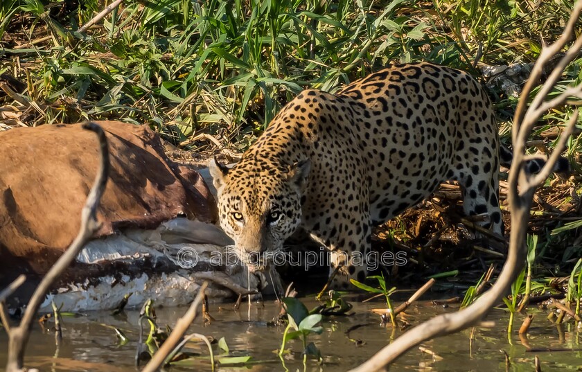Pantanal 27-08-2022 07-49-43 P8272475-Edit-Edit 
 Jaguar (Pantha onca) 
 Keywords: ANIMALS, Brazil, Jaguar, Panatanal Wildlife, South America, WORLD REGIONS & COUNTRIES, cat, mammals, wildlife