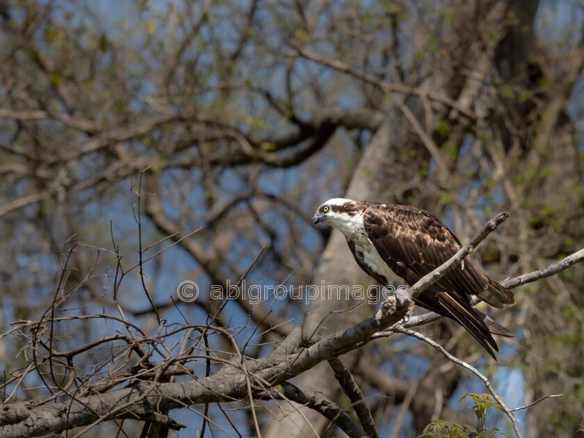 Pantanal 22-08-2022 10-05-03 ABL20814-Edit 
 Osprey 
 Keywords: ANIMALS, Brazil, Panatanal Wildlife, South America, WORLD REGIONS & COUNTRIES, birds, wildlife